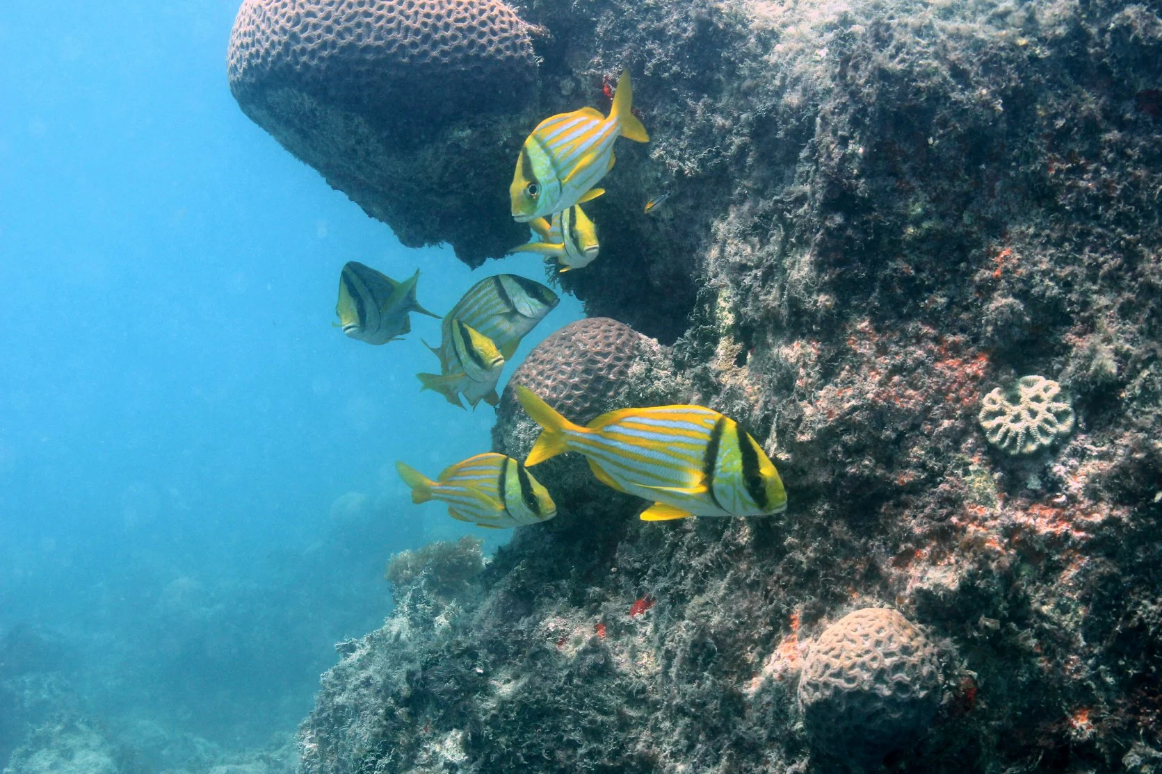 Foto do album Abrolhos Subaquático